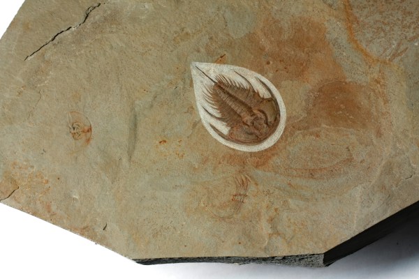 Large Olenellus gilberti