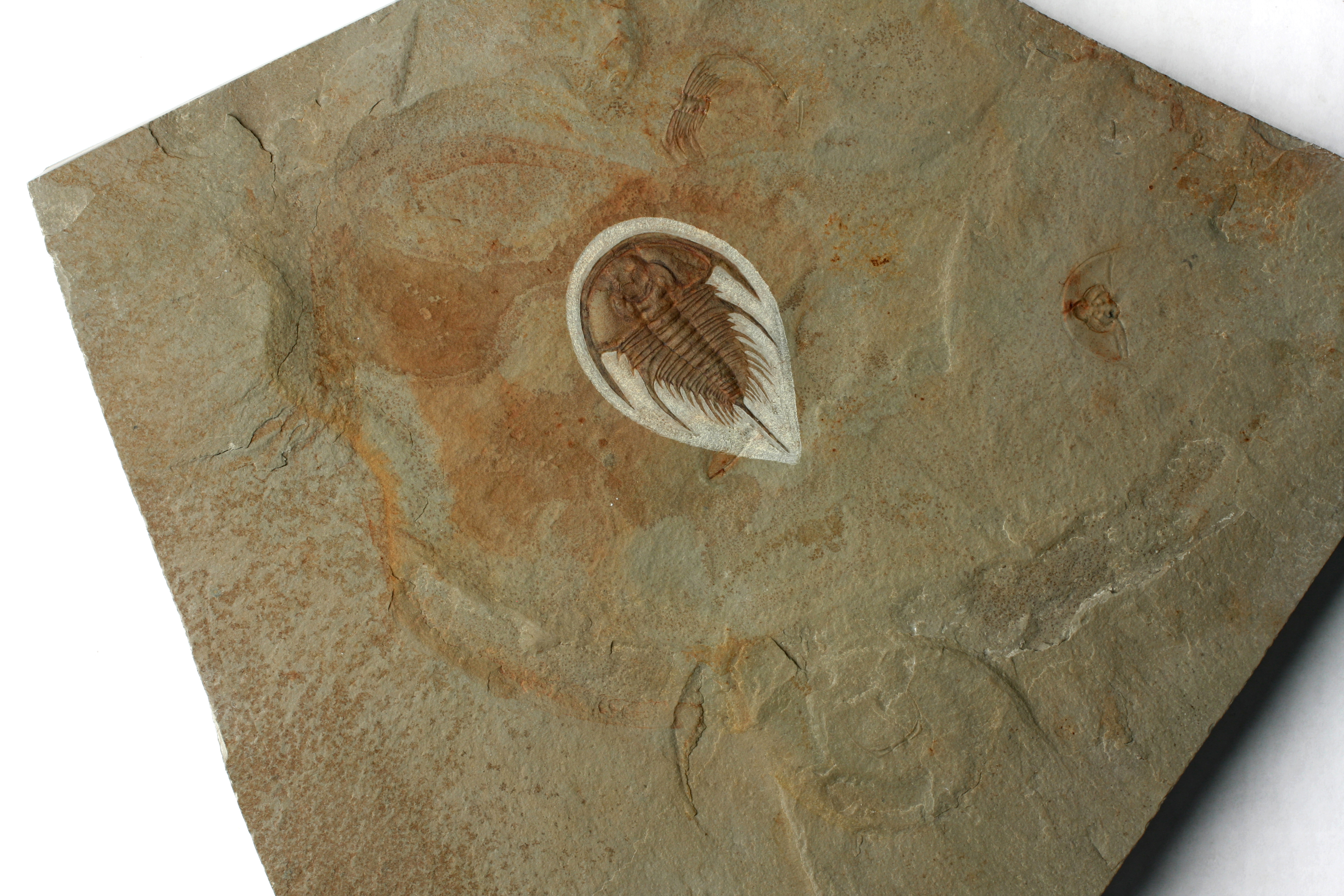 Large Olenellus gilberti