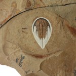 Large Olenellus gilberti