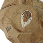 Large Olenellus gilberti