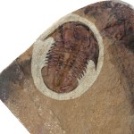 Glossopleura packi