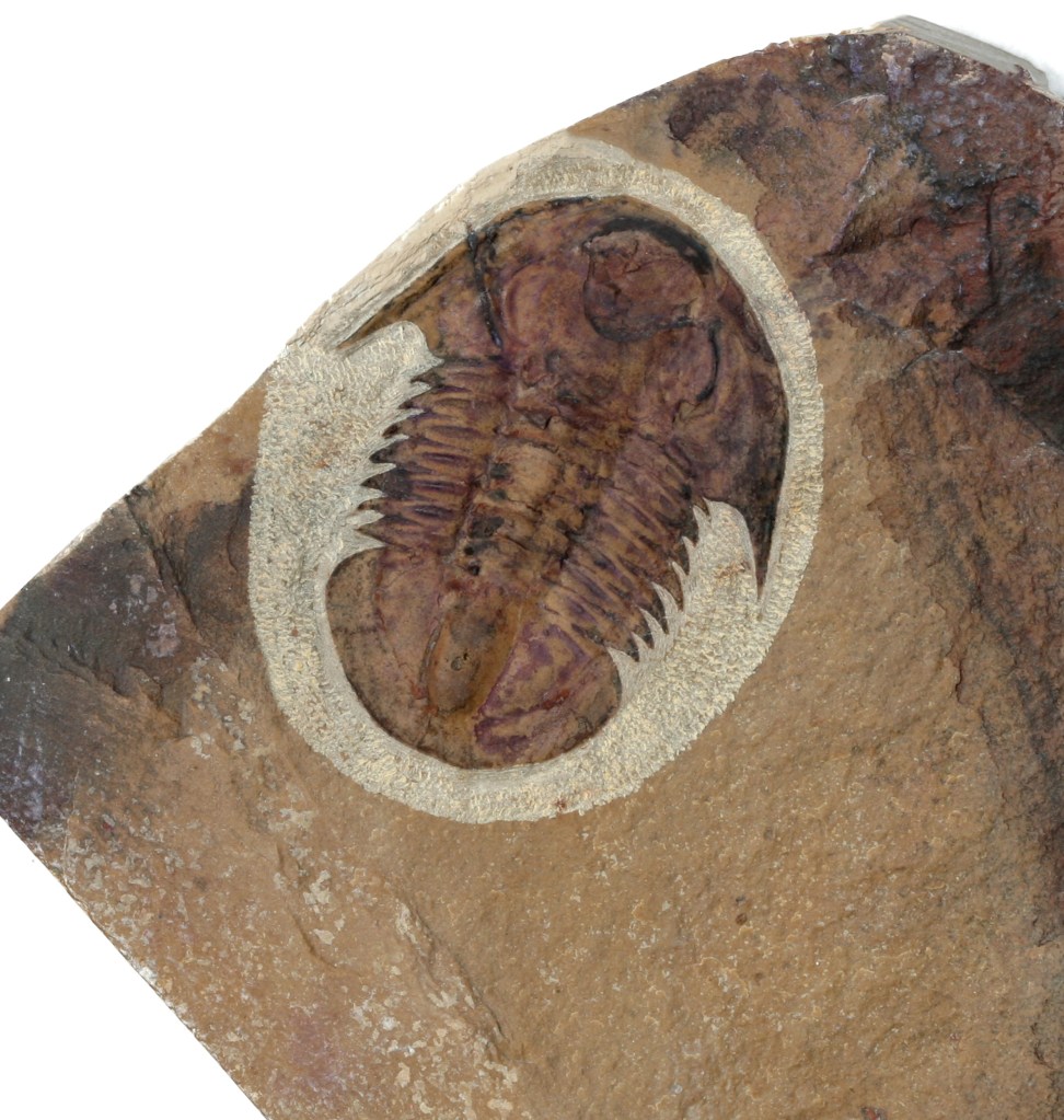 Glossopleura packi