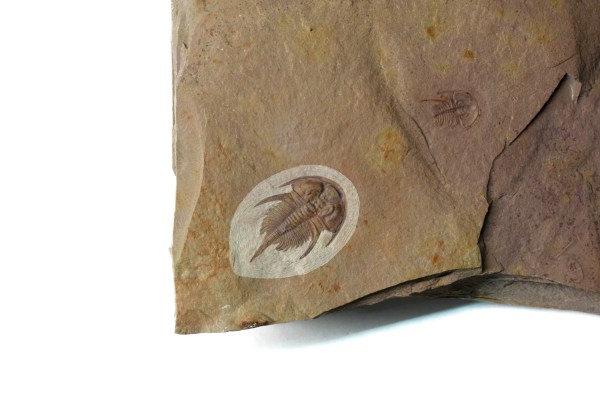 Nephrolenellus