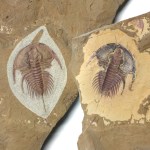 Olenellus with Antenna