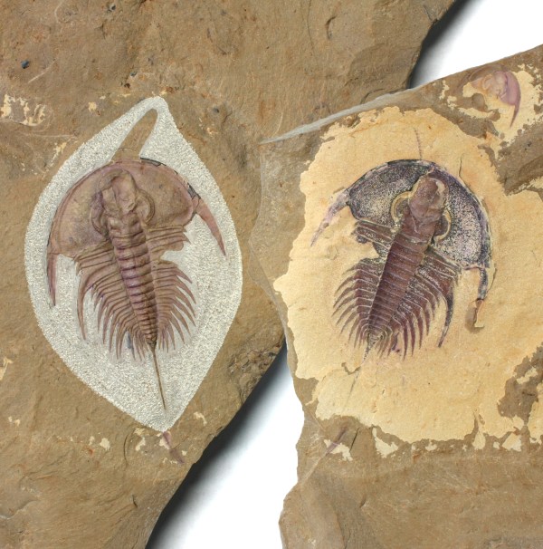 Olenellus with Antenna