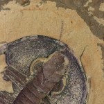 Olenellus with Antenna