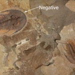 Double Olenellus chiefensis