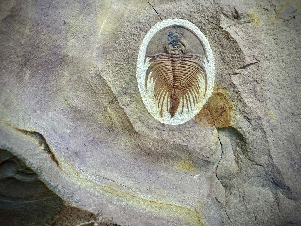 Olenellus fowleri