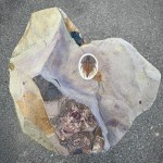 Olenellus fowleri