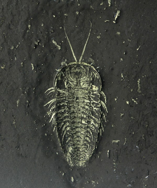Triarthrus trilobite