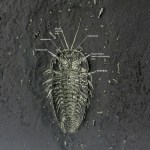 Triarthrus trilobite