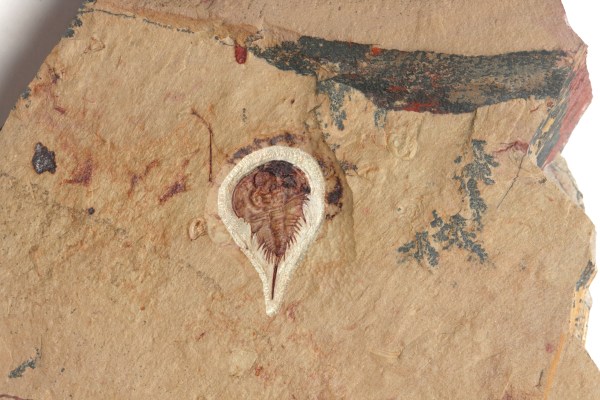 Bolbolenellus brevispinus trilobite