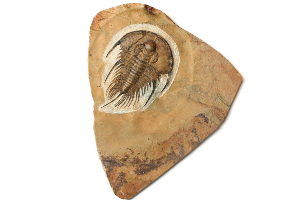 Olenellus nevadensis