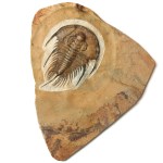 Olenellus nevadensis