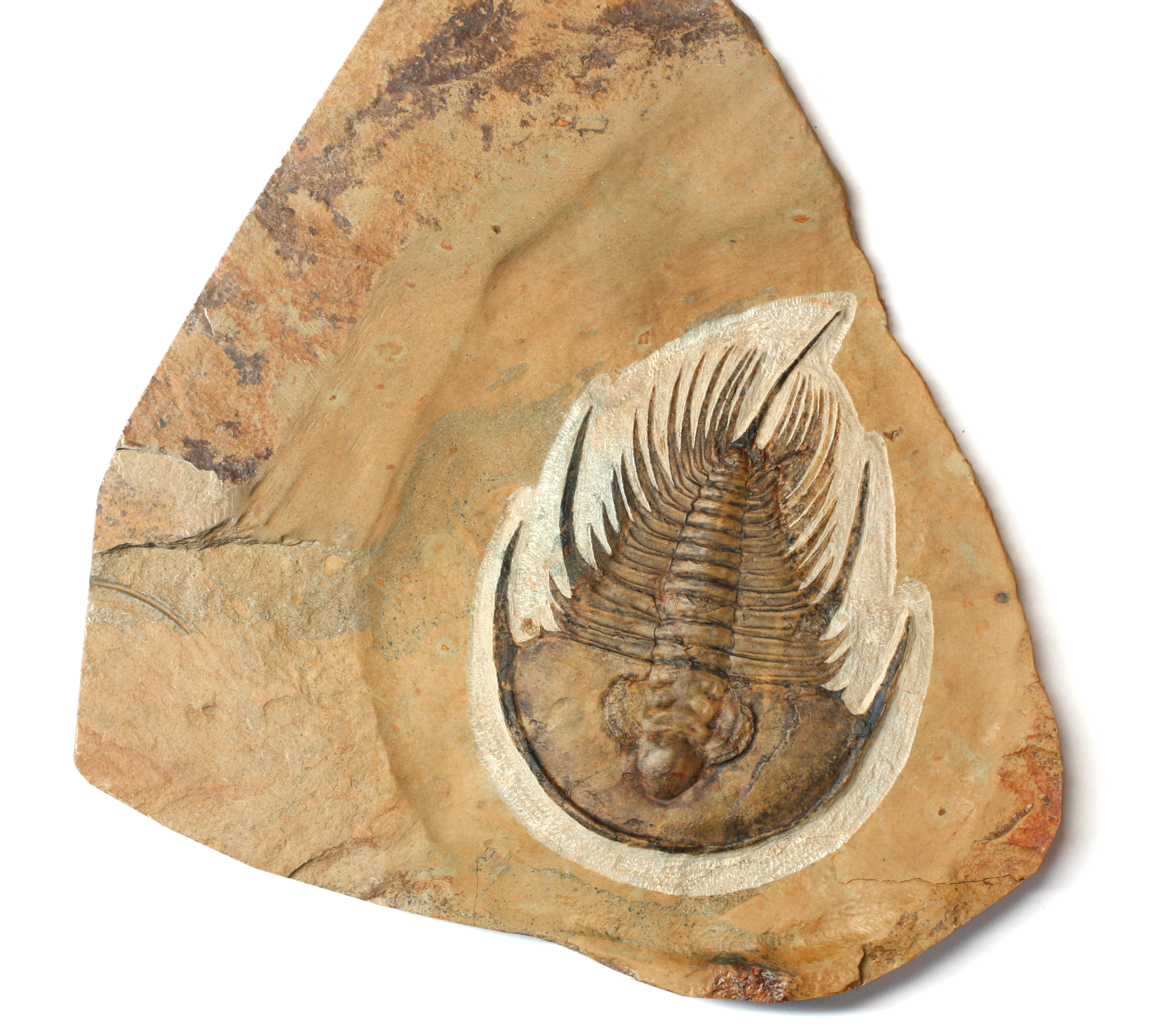 Olenellus nevadensis