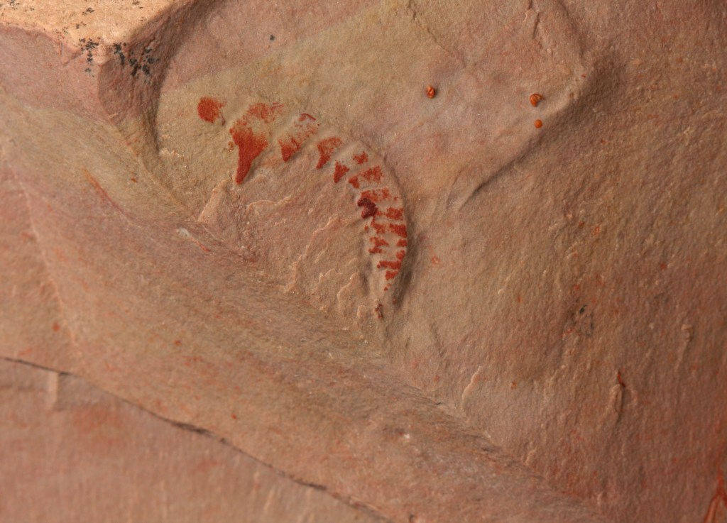 Anomalocaris appendage