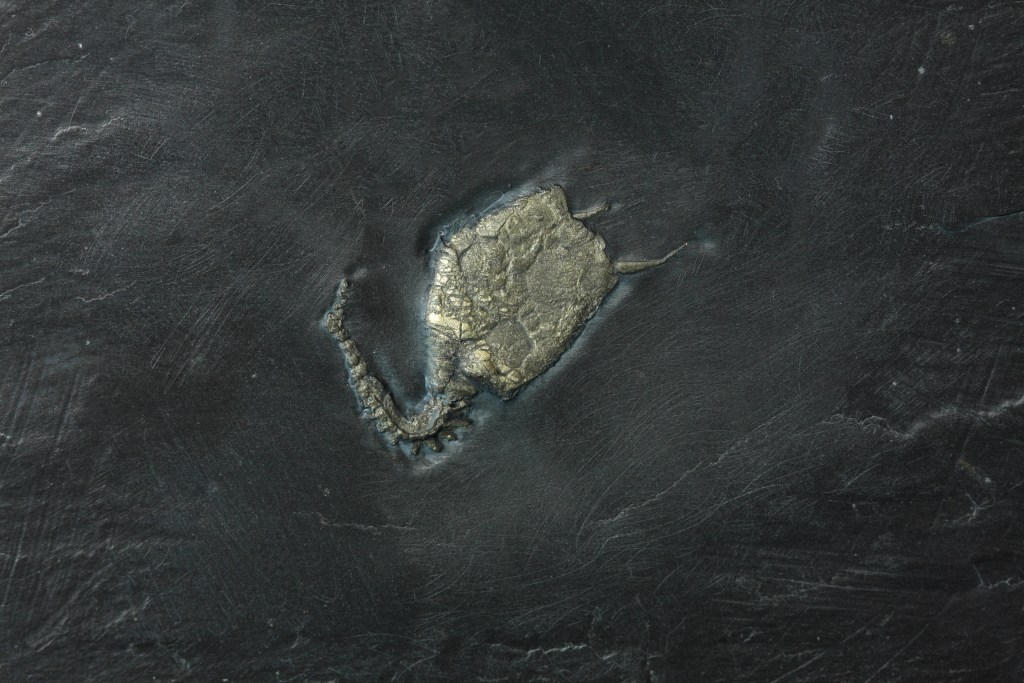 Carpoid fossil