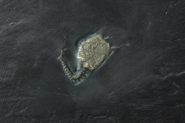 Carpoid fossil