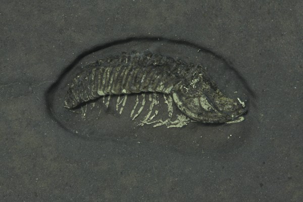 Triarthrus