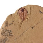 Olenellus gilberti