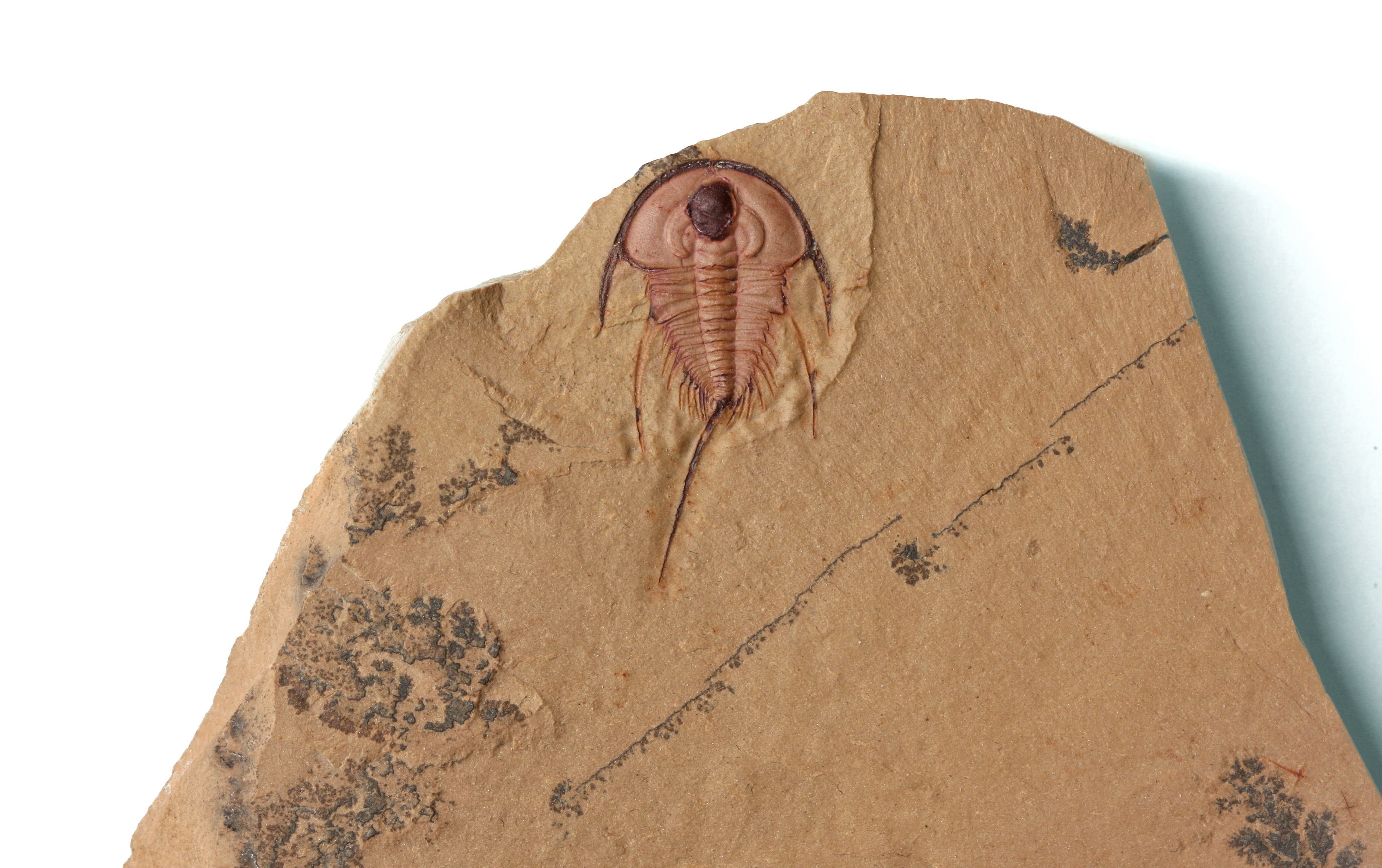 Olenellus gilberti