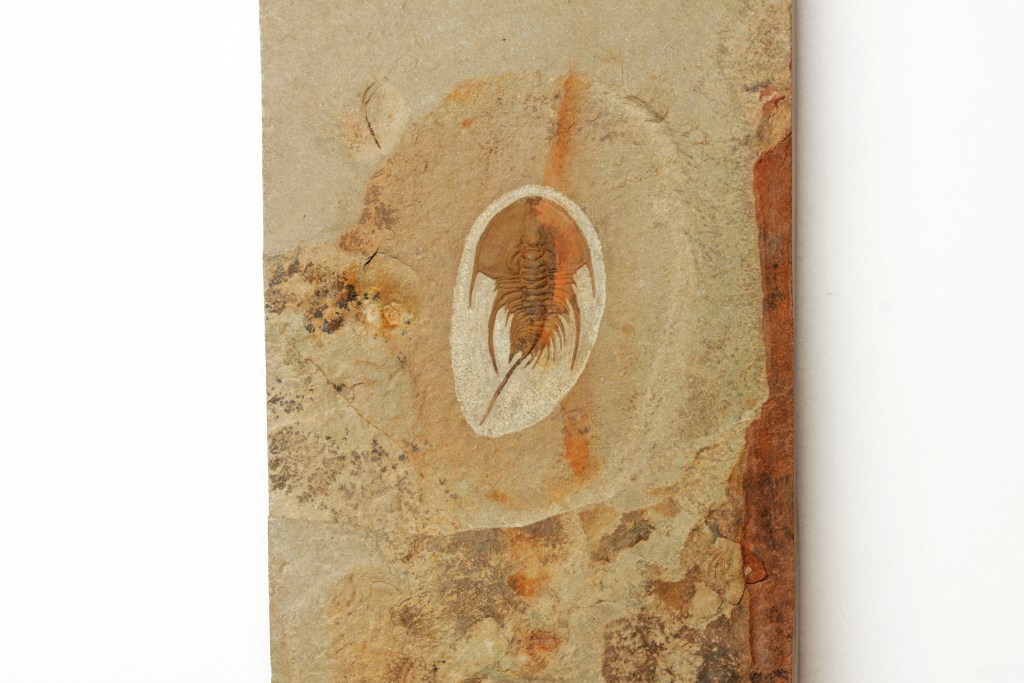 Olenellus chiefensis