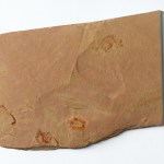 Oryctocephalites