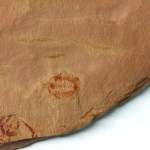 Oryctocephalites