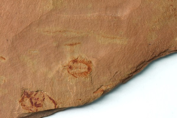 Oryctocephalites