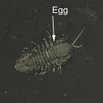 Triarthrus eatoni