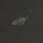 Triarthrus eatoni