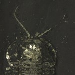Triarthrus eatoni