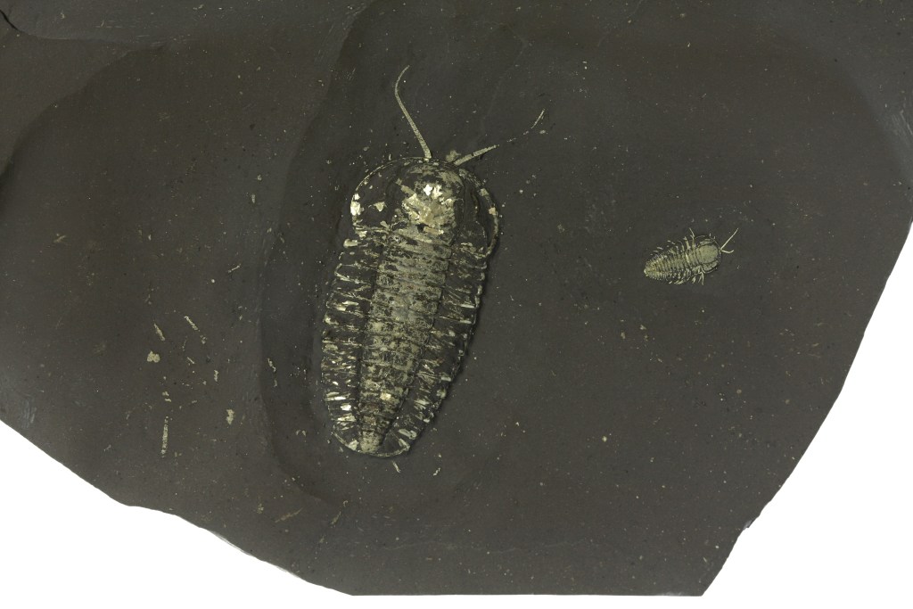 Triarthrus eatoni