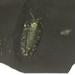 Triarthrus eatoni