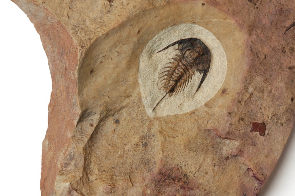 Zacanthoides typicalis