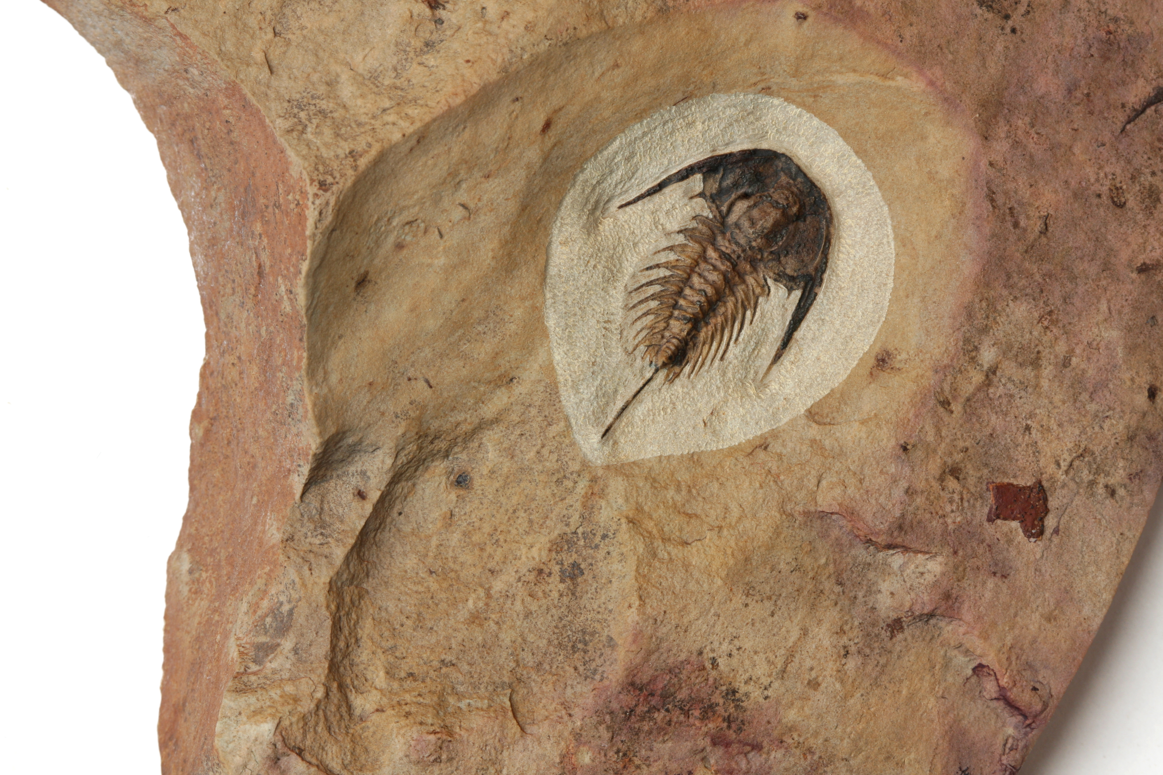 Zacanthoides typicalis