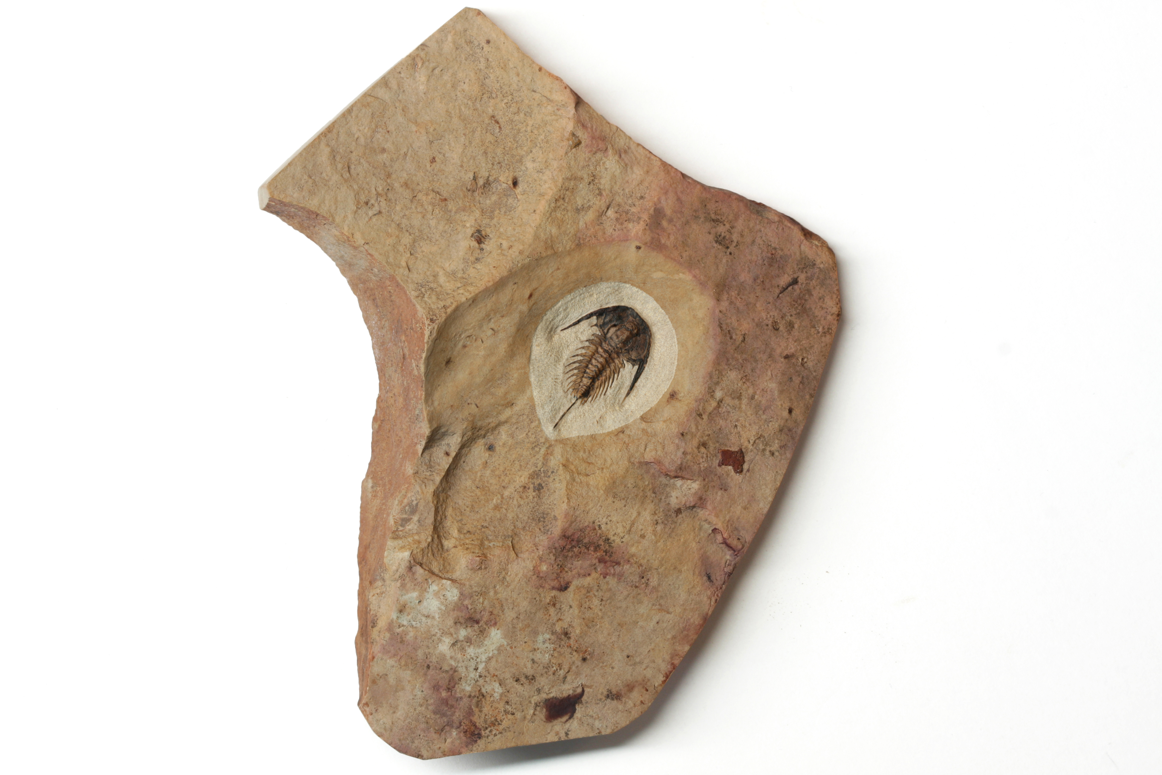 Zacanthoides typicalis