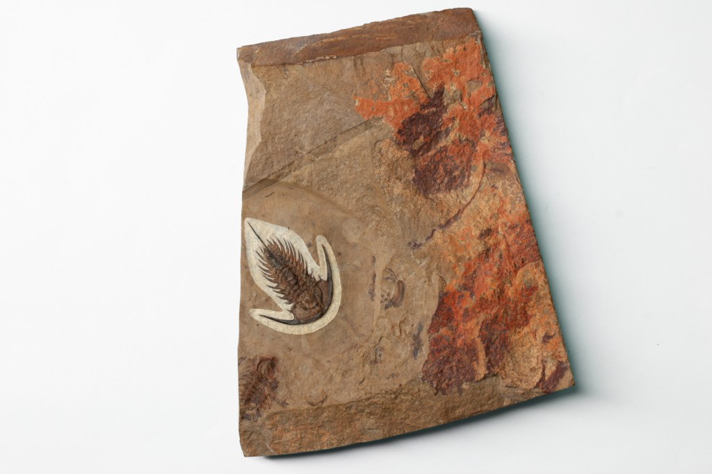 Zacanthoides trilobite