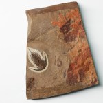 Zacanthoides trilobite