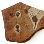 Amecephalus trilobite