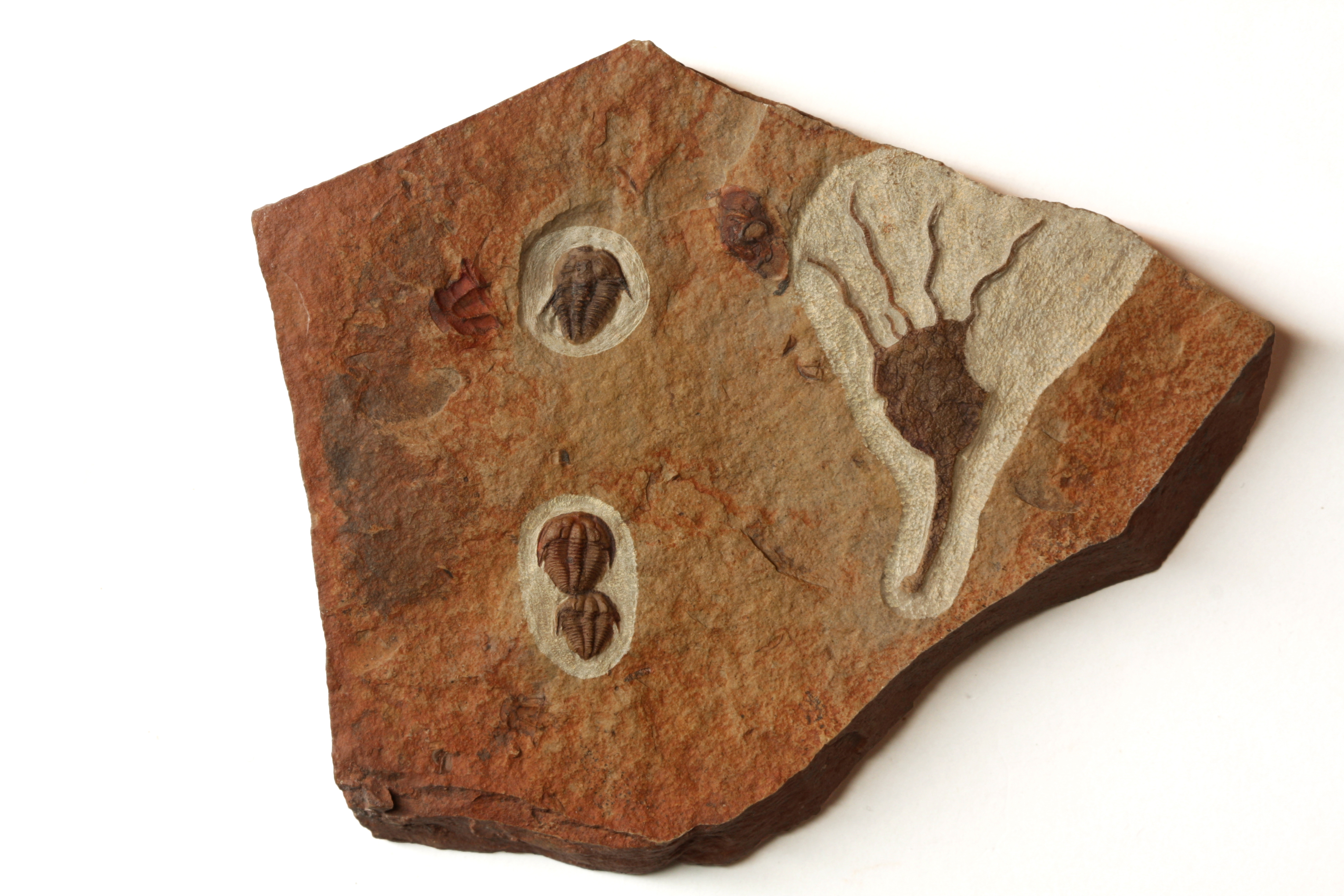 Amecephalus trilobite