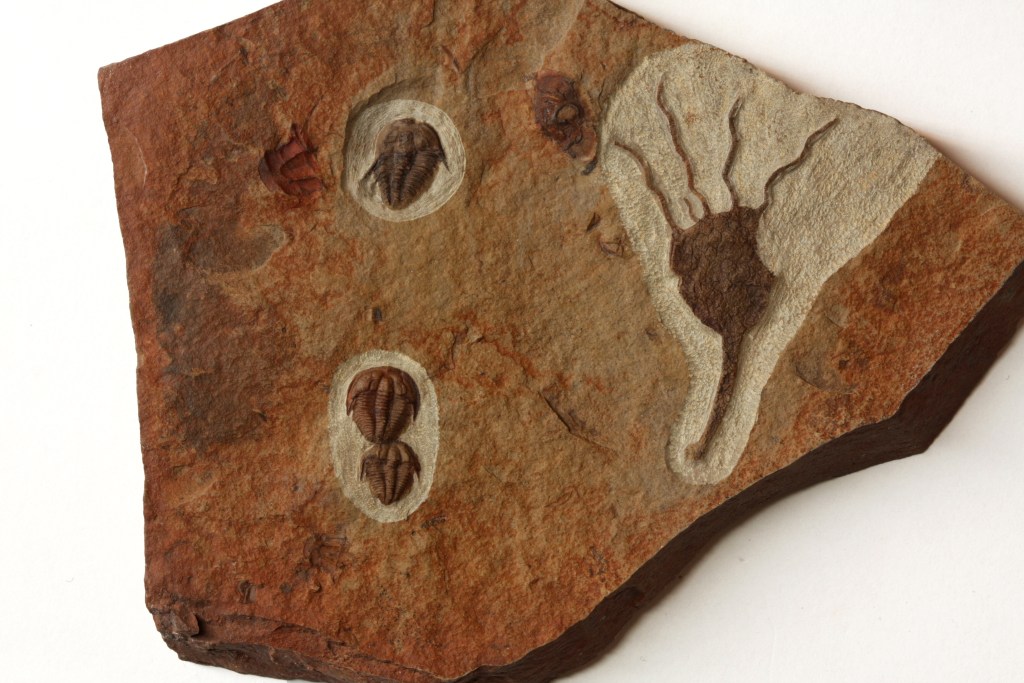 Amecephalus trilobite