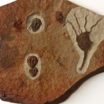 Amecephalus trilobite