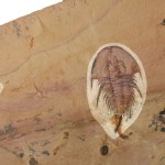 Olenellus chiefensis trilobite