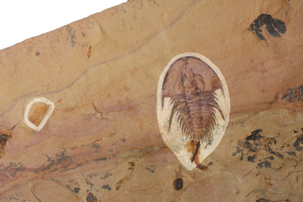 Olenellus chiefensis trilobite