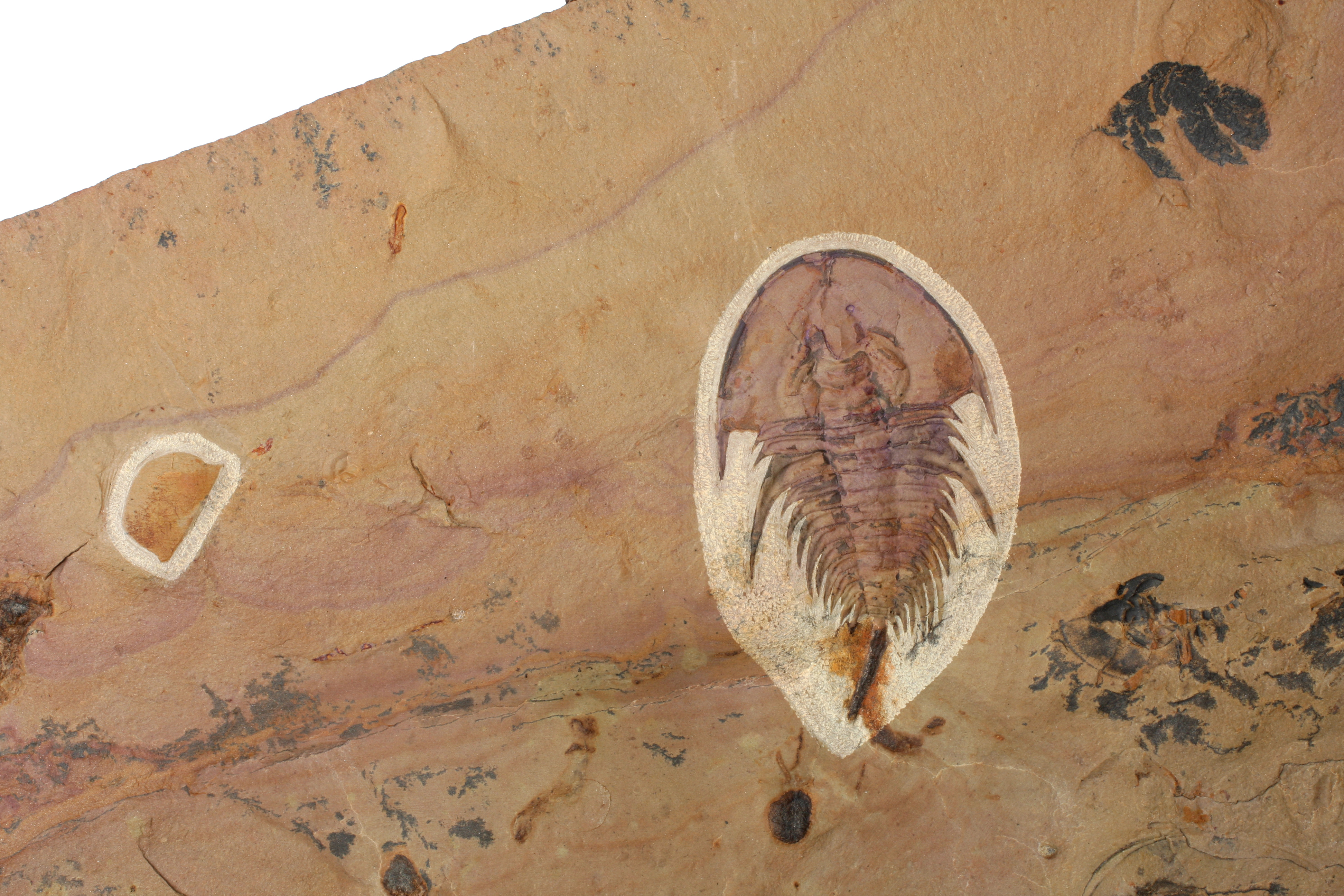 Olenellus chiefensis trilobite