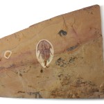Olenellus chiefensis trilobite