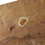 Olenellus chiefensis trilobite