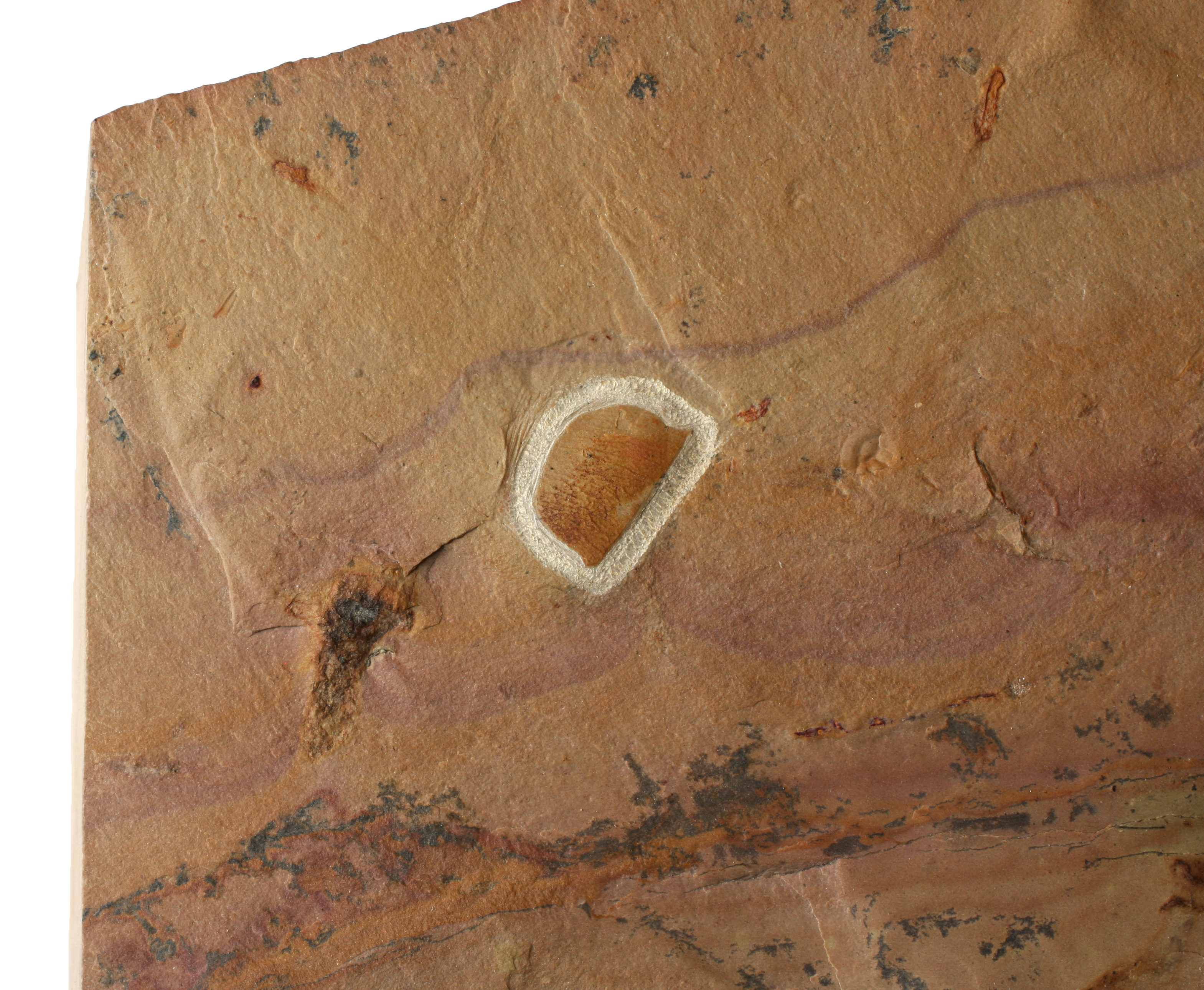 Olenellus chiefensis trilobite