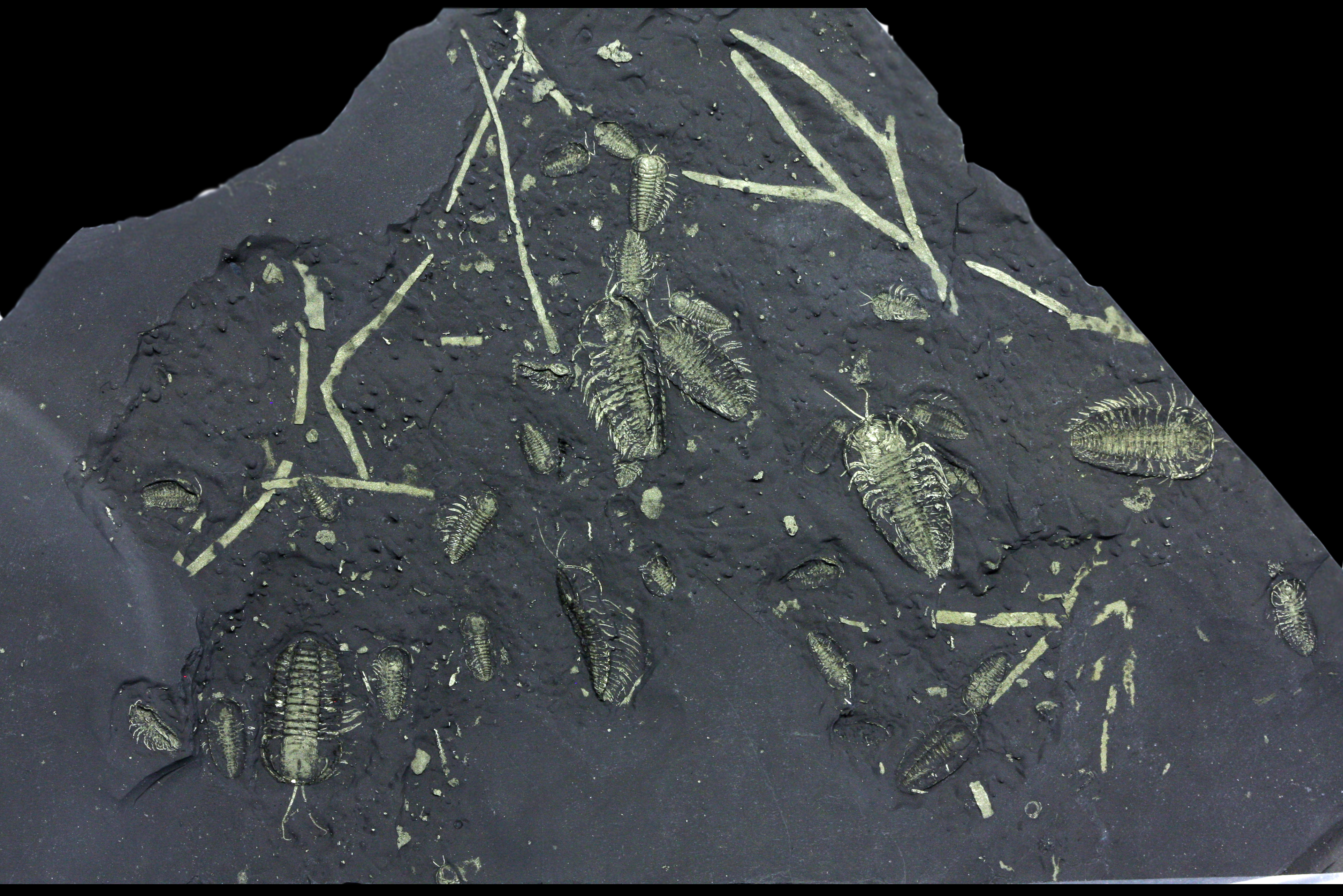 Large cluster of thirty-three Triarthrus eatoni trilobites in various orientations from Beecher’s Trilobite Bed, evidence of rapid burial, largest 2.7 cm